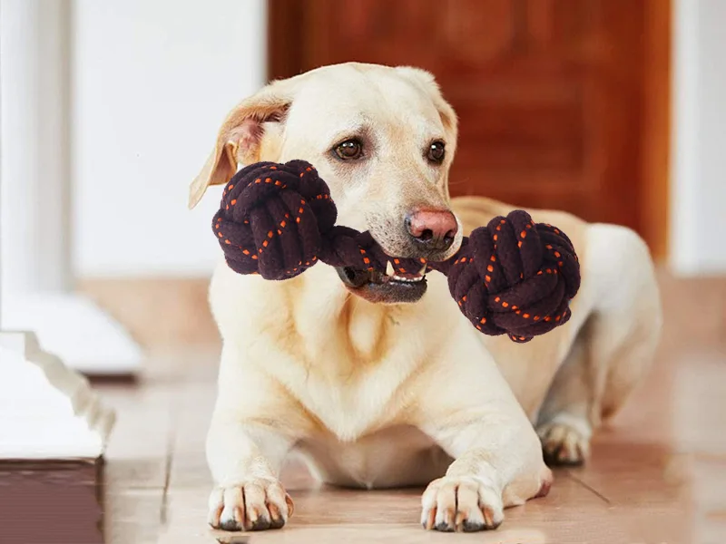 Como escolher brinquedos para mastigar cachorro？