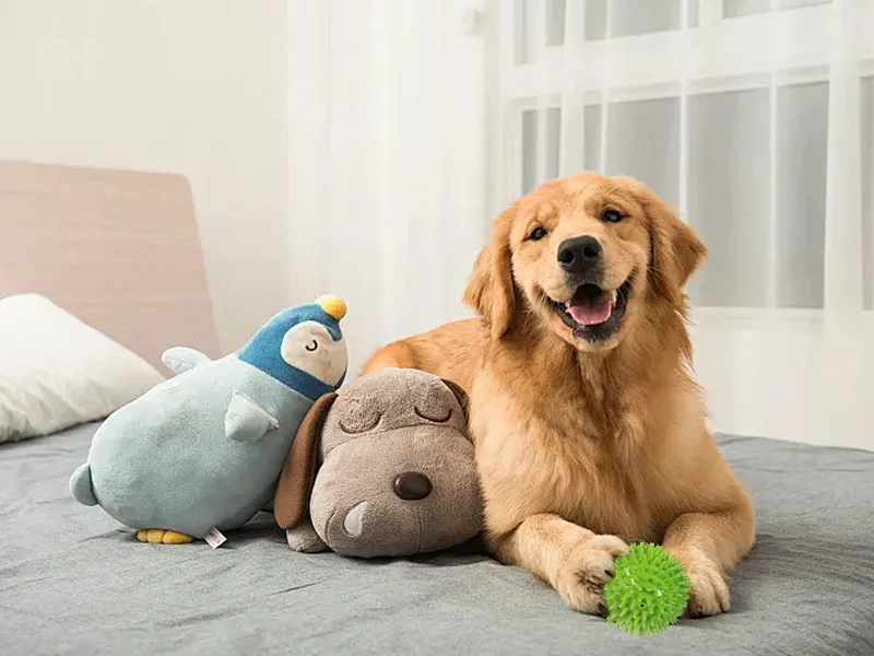 Como manter seu animal de estimação feliz？
