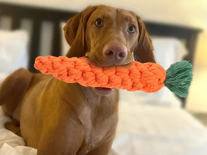 Tipos de brinquedos para mastigar cães